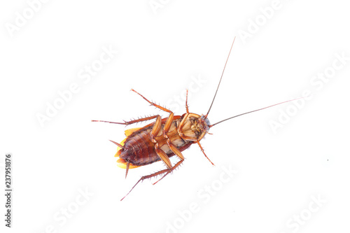 cockroach on white background © sittinan