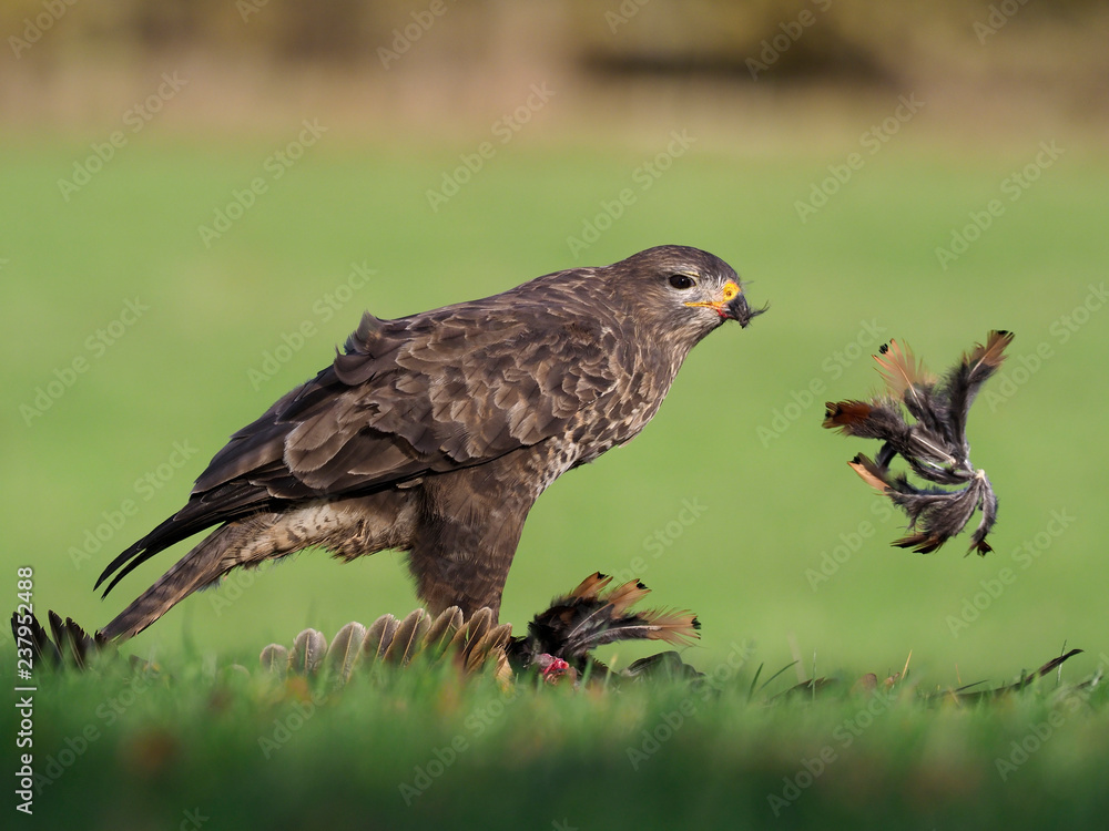 Obraz premium Common buzzard, Buteo buteo