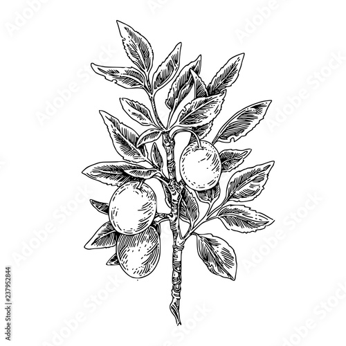 Plum tree branch with fruits. Sketch. Engraving style. Vector illustration.