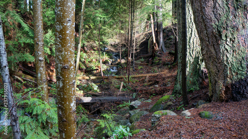 Forest Trail Integrated With Residential Neighbourhood, North Vancouver