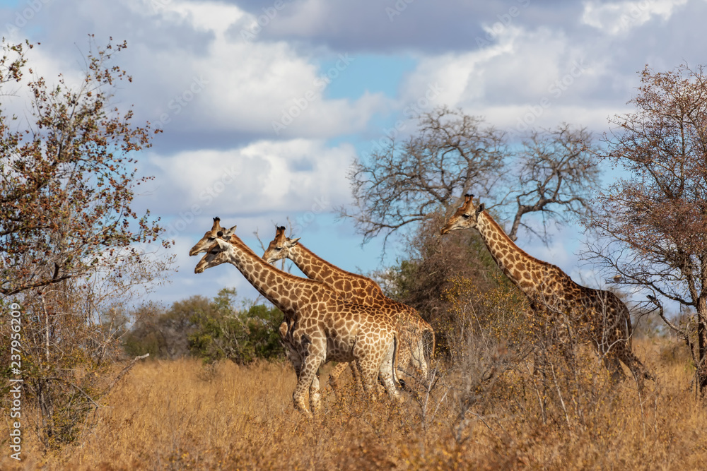 Fototapeta premium Giraffe 25