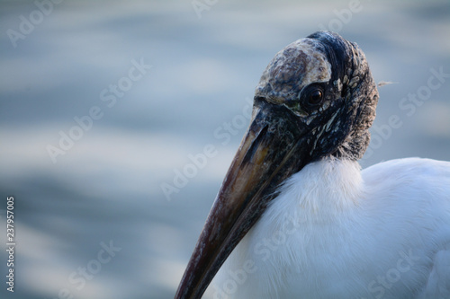 bird called a storck, wood storck by the lake 