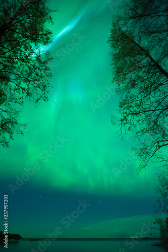Aurora borealis corona above treetops