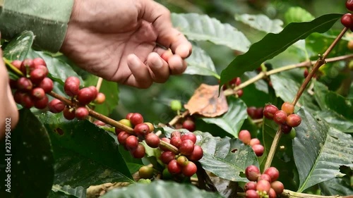 Coffee beans on tree, Hand picking coffee beans from branch of coffee plant.