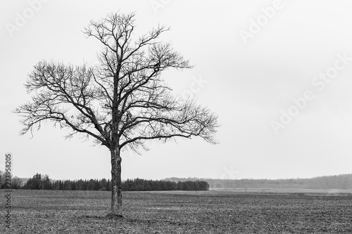 Black and white shot of a young naked oak tree in a field