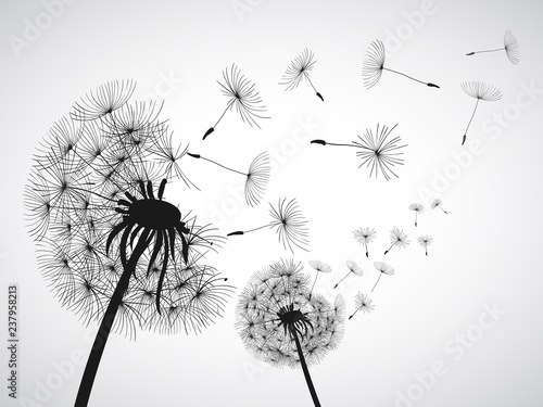 Abstract black dandelion, dandelion with flying seeds - for stock vector