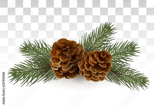 Cones in spruce branches. Christmas composition. A small festive decor in a realistic style. Winter Holiday xmas mockup . Vector Illustration. Eps 10.