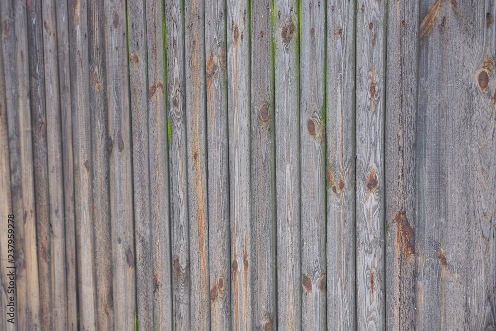Fototapeta premium gray wooden texture of old boards in the wall of the fence
