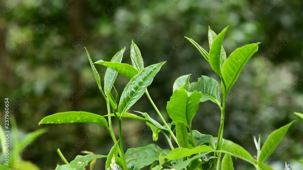 Green tea leaves in a tea plantation. Green tea leaves in a tea plantation.