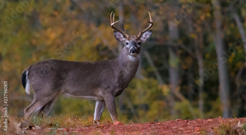 8 eight point white tail buck in forest.