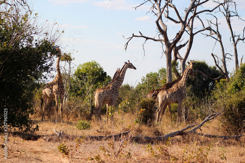 Giraffenherde auf der Pirsch © Nicolas