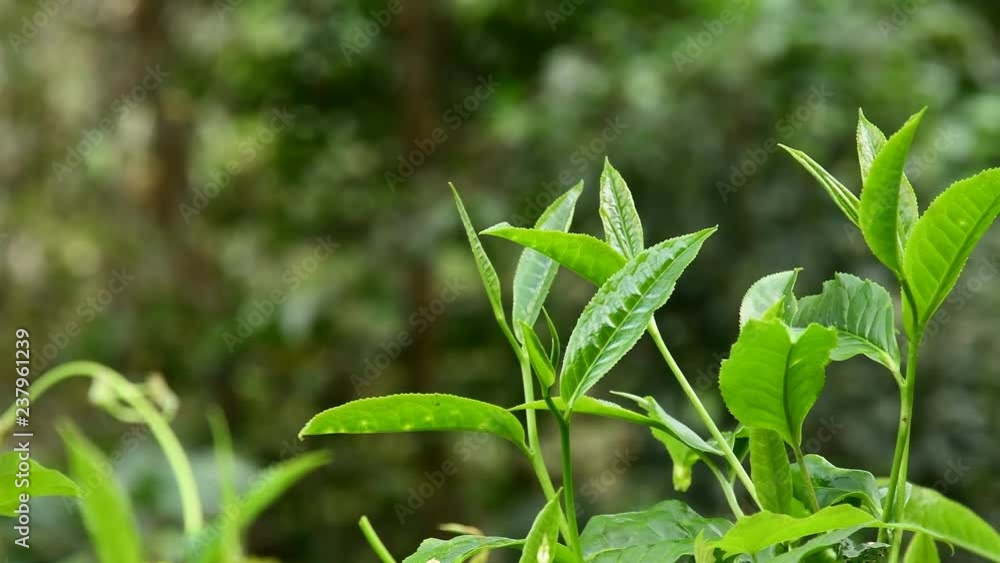 Green tea leaves in a tea plantation. Green tea leaves in a tea plantation.