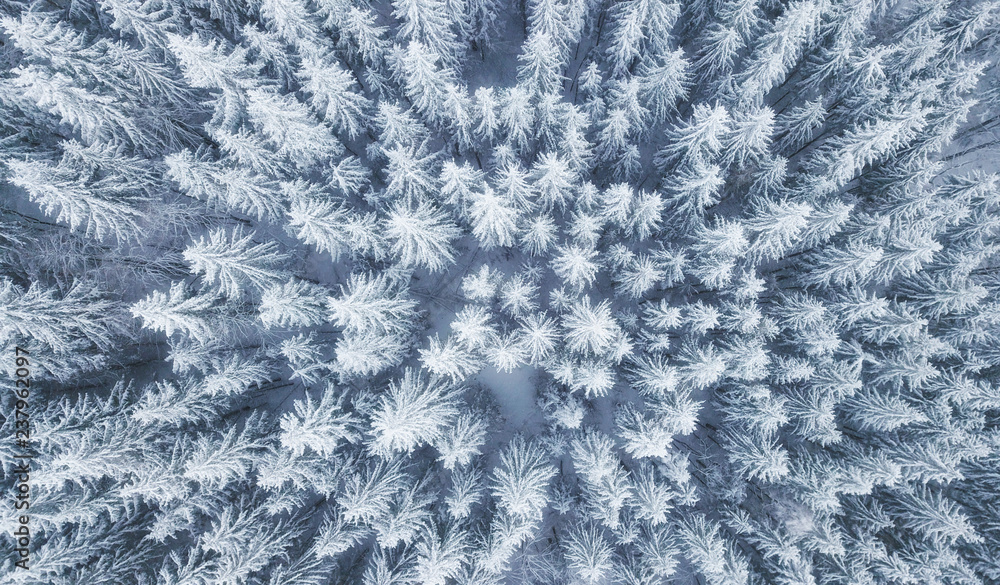 Obraz premium Widok z lotu ptaka w zimowym lesie. Sosny jako tło. Zimowy krajobraz z powietrza. Naturalne tło lasu. Tło lasu z drona