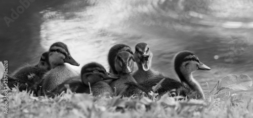 Ducklings, beautiful cute baby ducks posing by water