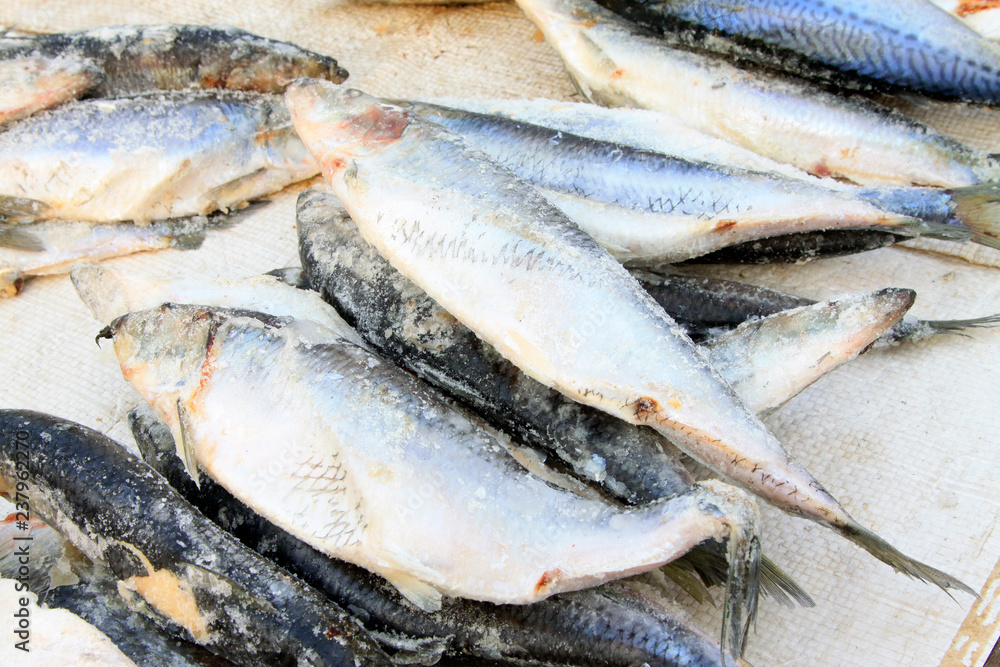 frozen spanish mackerel in a market