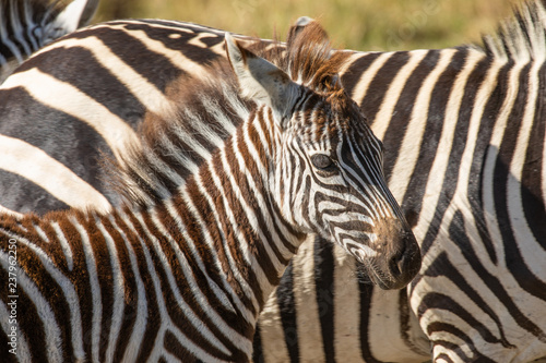 Close up head and shoulders portrait of young common zebra  Equus quagga  with mother in background