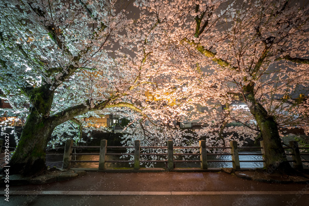 Cherry blossom in the night at Takayama, Japan