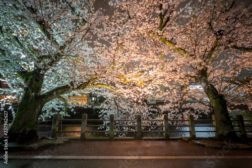 Cherry blossom in the night at Takayama  Japan
