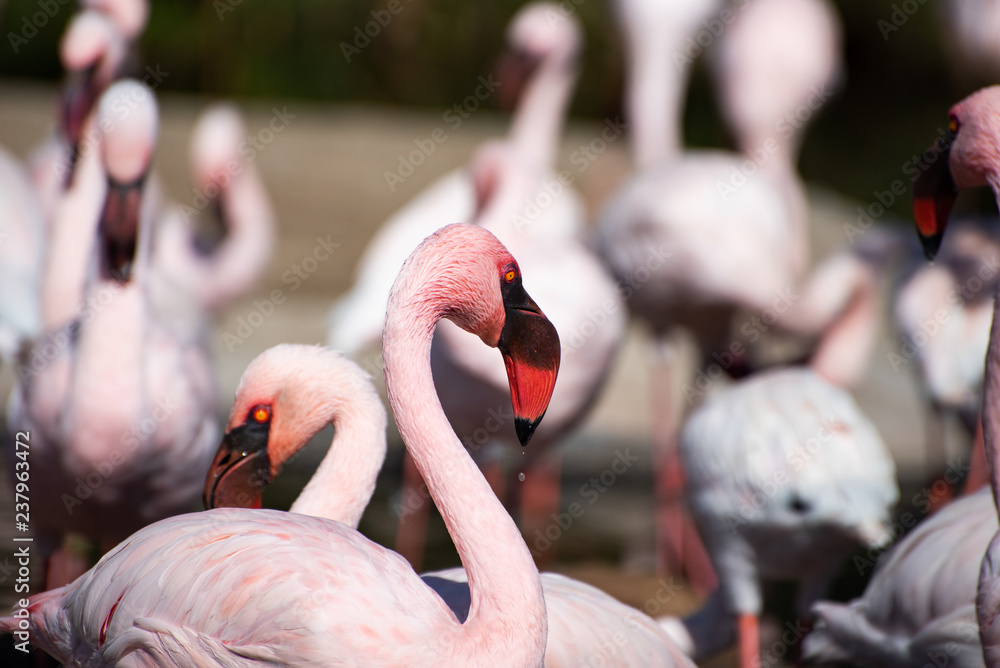 Obraz premium Flamingo Portrait