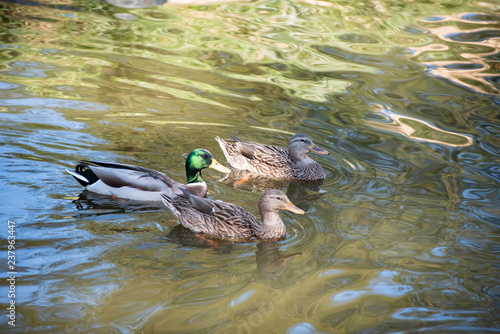 Duck in Lake