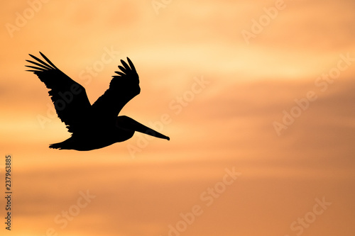 Flying Pelicans at Sunset