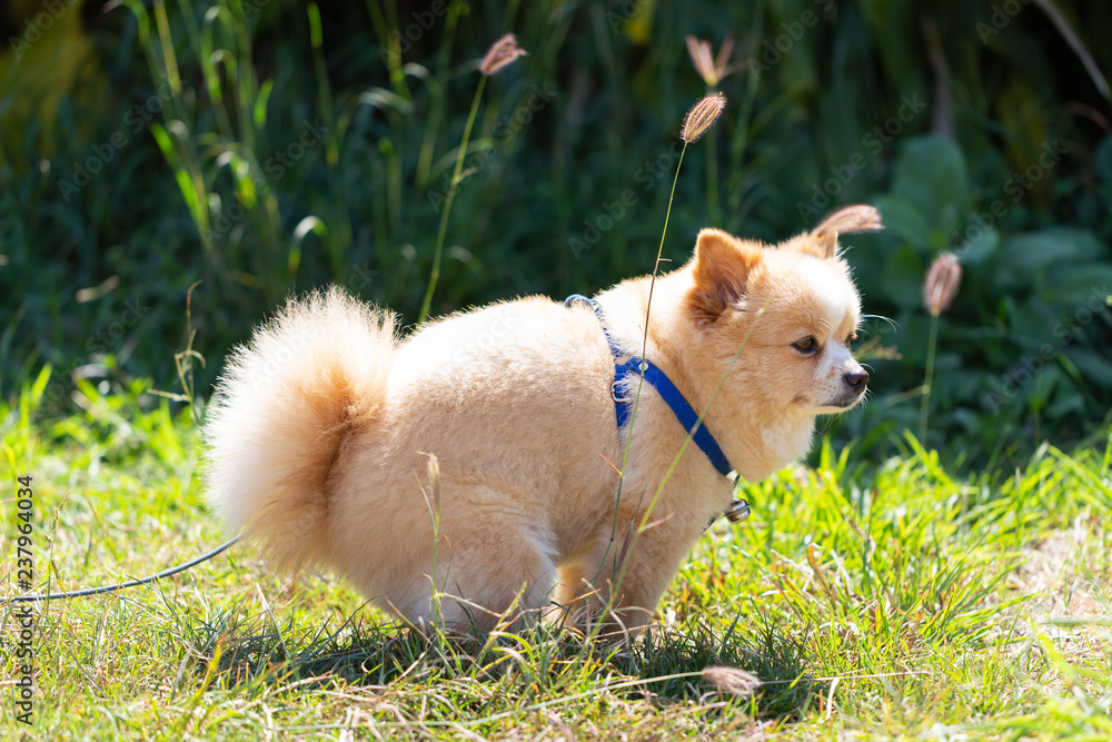 Dog defecation on the lawn Dog defecation on the lawn