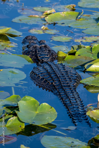 Alligator swimming