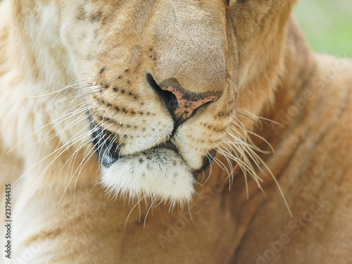 Detail view on lioness muzzle.