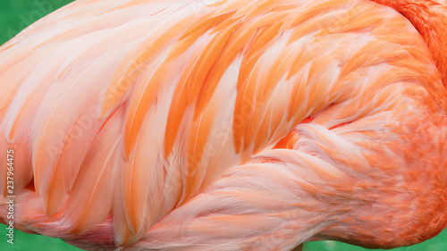 Beautiful pink flamingo feather texture pattern background.