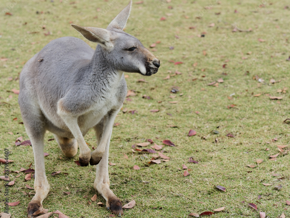 Portrait of sitting kangaroo in nature. Portrait of sitting kangaroo in nature.