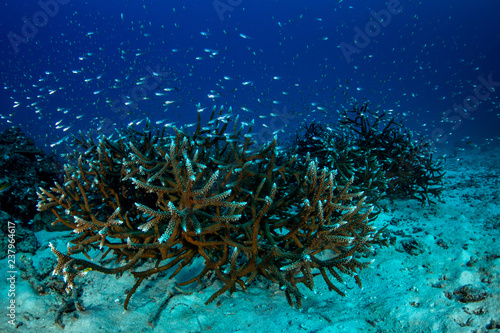 Fototapeta Naklejka Na Ścianę i Meble -  Robust staghorn coral reef covered with shoal of Glassfish in Andaman sea 
