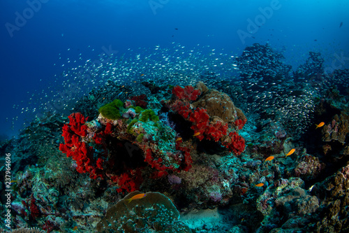 Tropical coral reef in Andaman sea with school of glassfish
