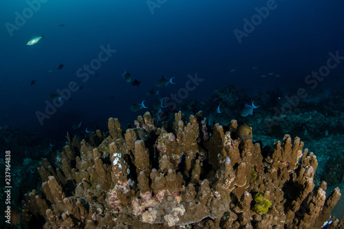 Huge pillar coral with a school of redtoothed triggerfishes (Odonus niger) on the background in deep blue water of the reefs in Similan islands, Thailand photo