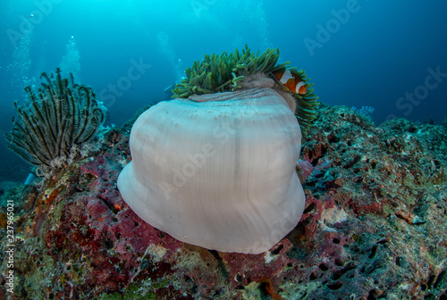 Ocellaris Clownfish, Amphiprion ocellaris in Andaman sea