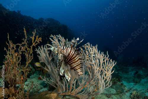 Lionfish, Pterois volitans