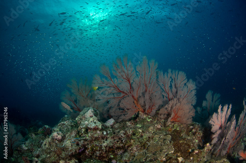 Red knotted sea fans with schools of fish in tropical coral reef of Andaman sea 