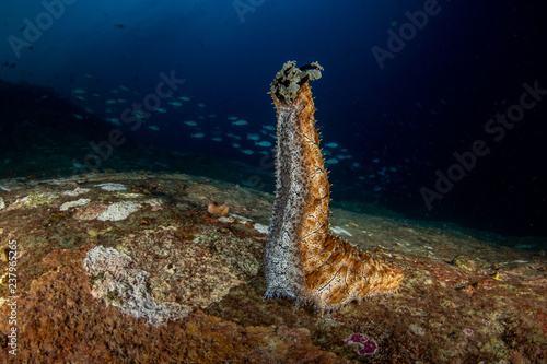 Marbled Sea Cucumber, Bohadschia graeffe photo