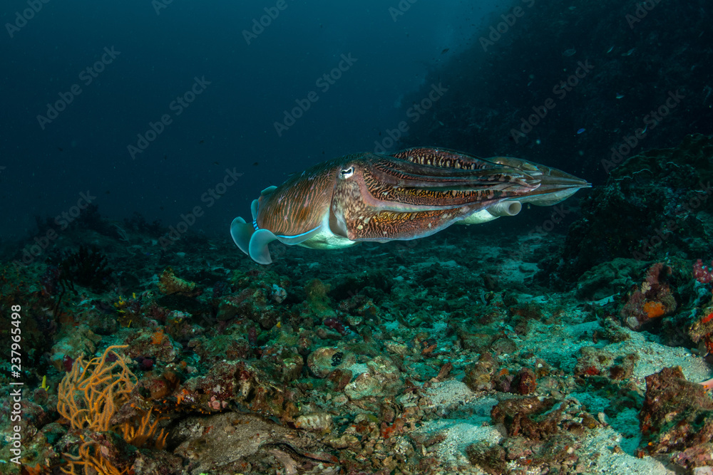Fototapeta premium Pharaoh Cuttlefish, Sepia pharaonis