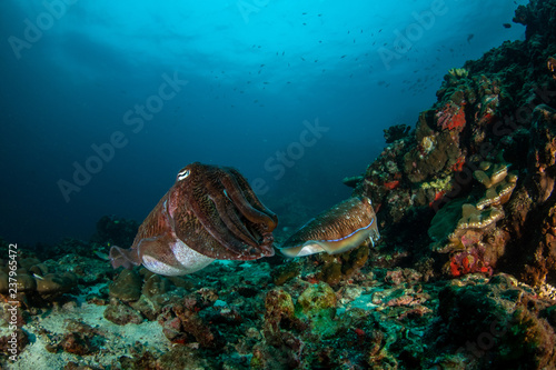 Pharaoh Cuttlefish,  Sepia pharaonis © Krzysztof Bargiel