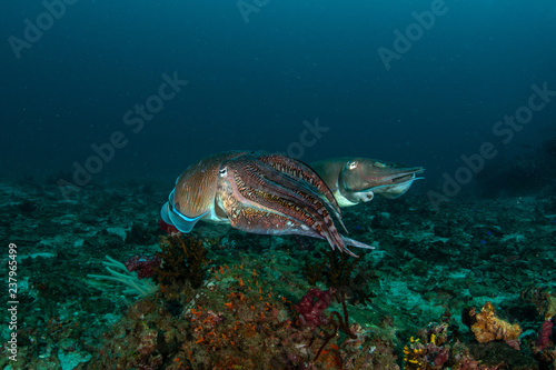 Pharaoh Cuttlefish, Sepia pharaonis