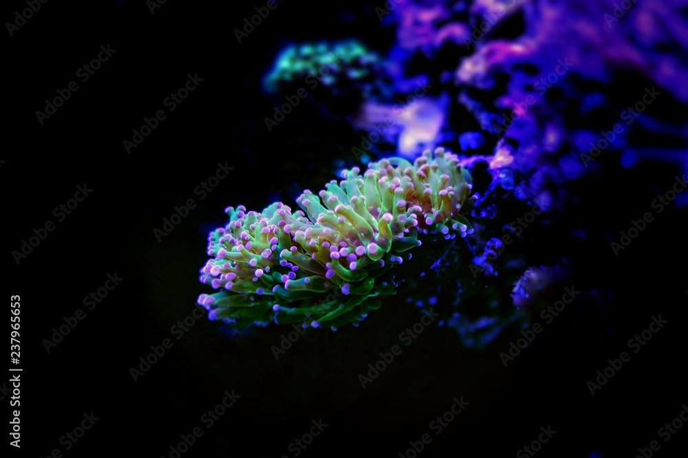 Naklejka premium Frogspawn Coral, Thin Branched (Euphyllia divisa