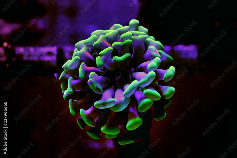 Fototapeta premium Młot Euphyllia LPS koral w akwarium rafowym (Euphyllia ancora)
