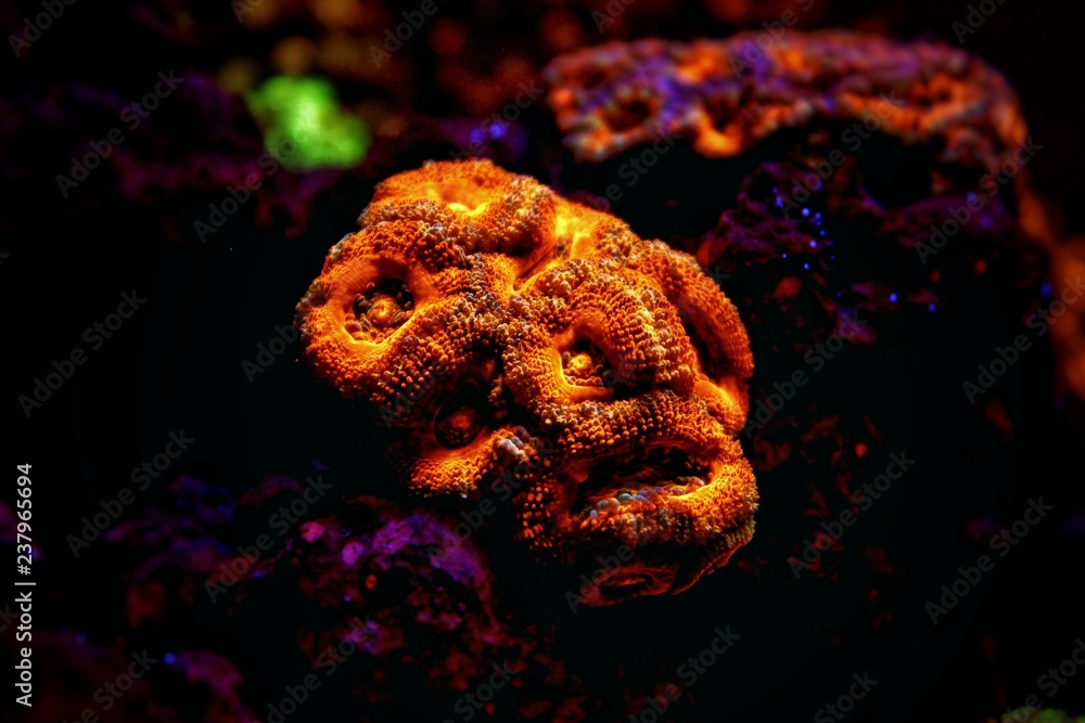 Fototapeta premium Lordhowensis Coral LPS Acan - Acanthastrea lordhowensis 