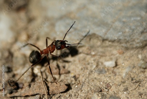 Ant Mrówka © Pawel