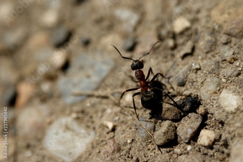 Ant Mrówka © Pawel