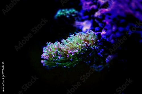 Frogspawn Coral, Thin Branched
(Euphyllia divisa