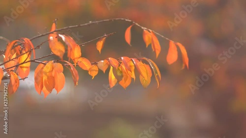 Close up view of fall color leaves in Autumn
