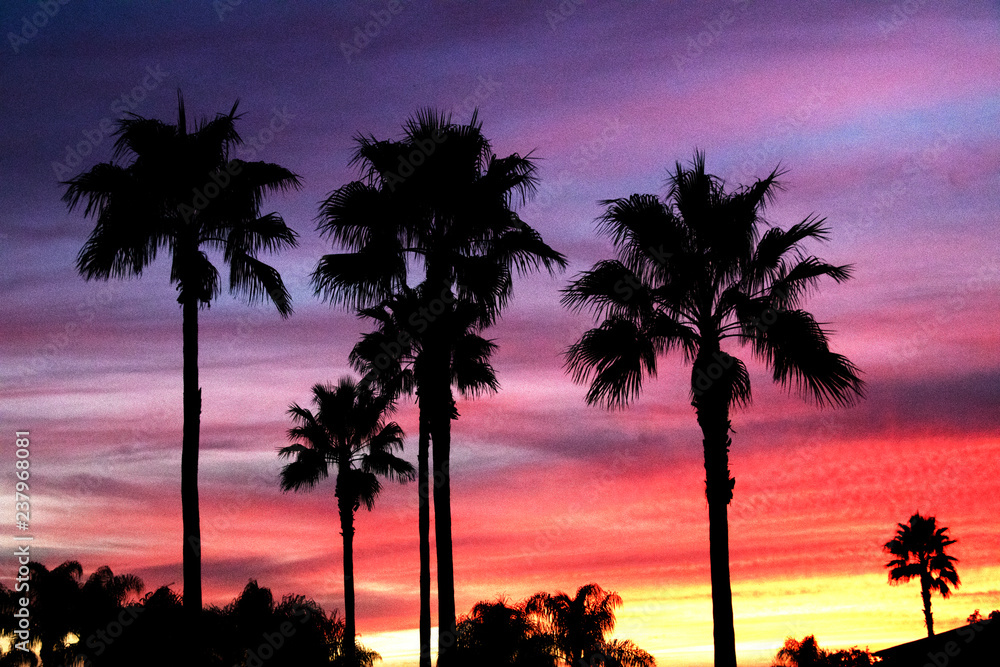 Palm Trees Against Colorful Sky