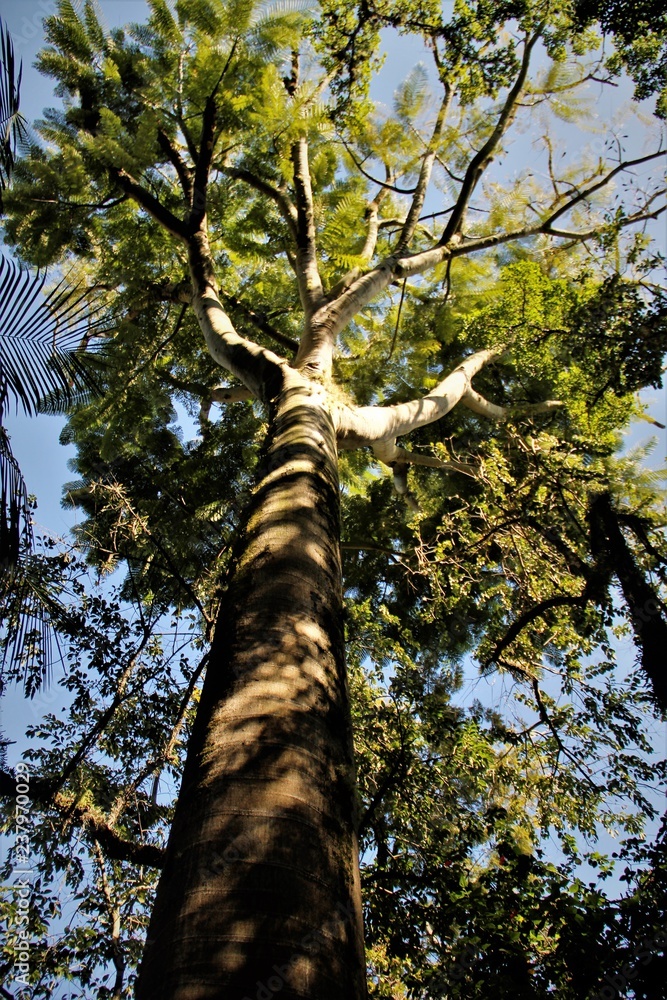 Fototapeta premium Árvore Foto Contra mergulho
