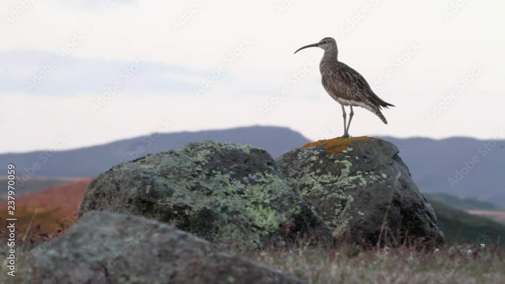 Whimbrel Close up shot of Whimbrel Whimbrel Close up shot of Whimbrel